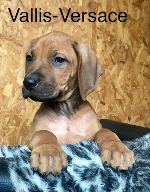 Viking Stamm - Chiot disponible  - Rhodesian Ridgeback