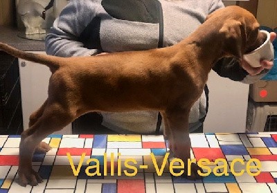 Vallis-Versace