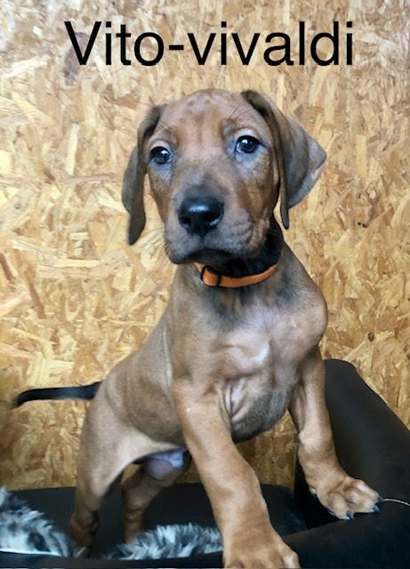 Viking Stamm - Chiot disponible  - Rhodesian Ridgeback