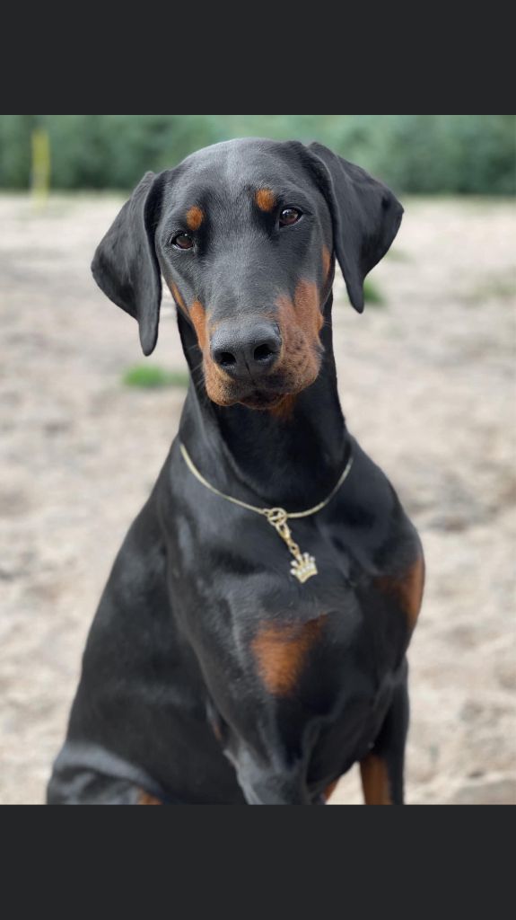 Panama vom Gebrannten Walde