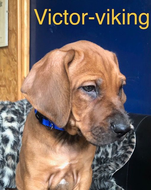 Viking Stamm - 3 Males Rhodesian disponible debut Decembre 2024