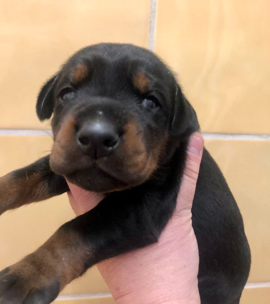 Viking Stamm - Chiots disponibles - Dobermann